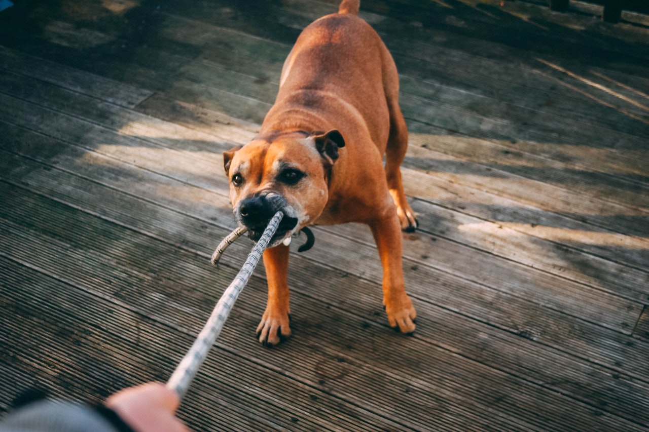 Les races de chiens les plus dangereuses. Pourquoi les chiens sont-ils agressifs ?