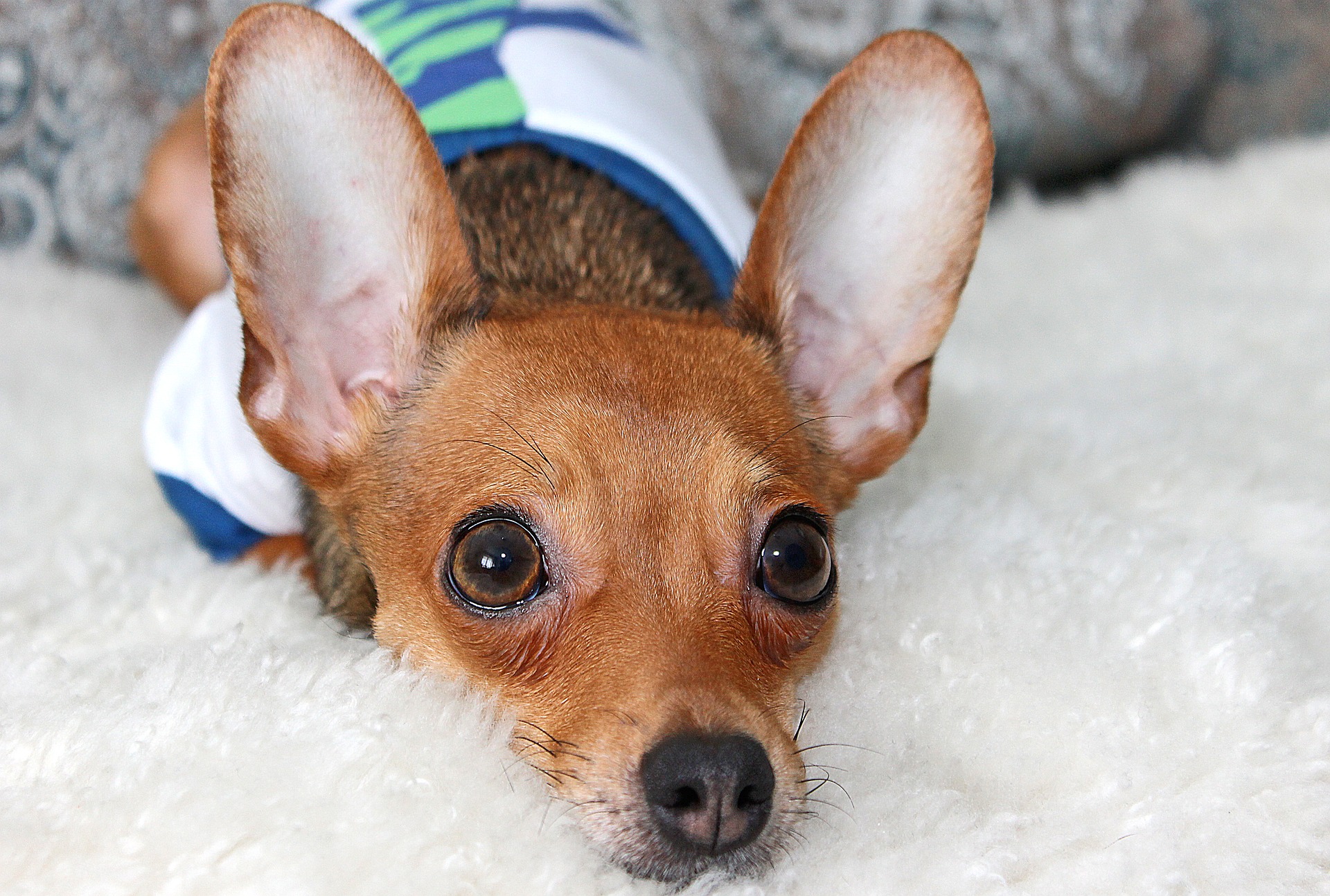 Que signifie le regard de chien battu ?