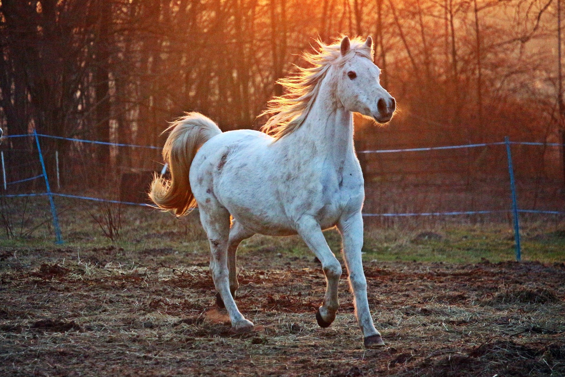 Le langage corporel d'un cheval est très intéressant et peut en dire long sur les intentions ou l'humeur du cheval.