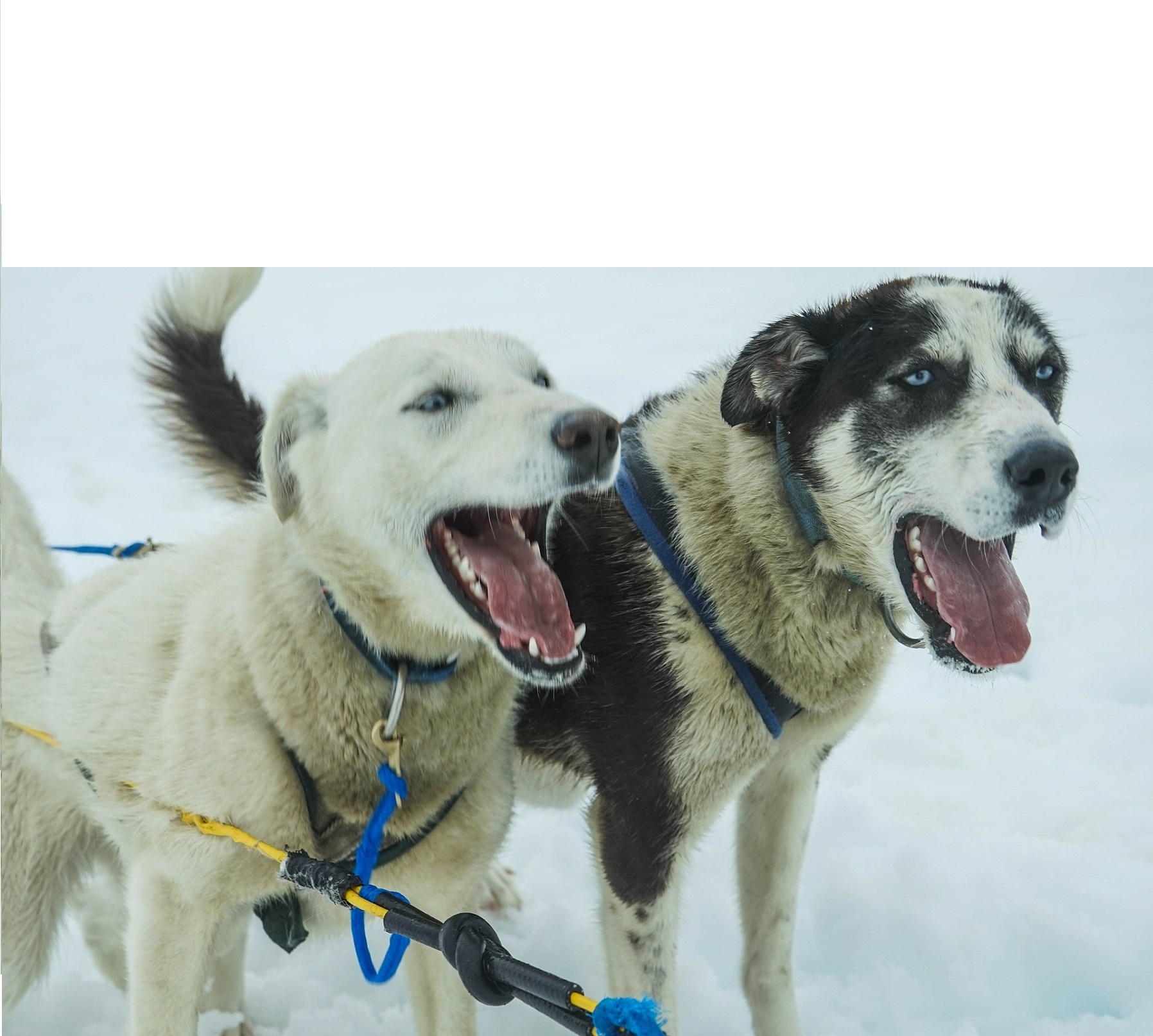 Chien qui aboie - qu'est-ce que cela peut signifier ? Que faire pour empêcher le chien d'aboyer ?