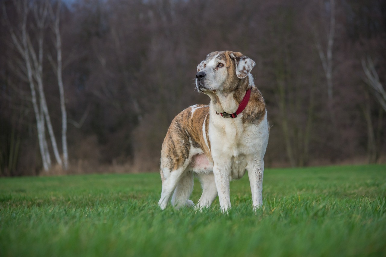 La dysplasie de la hanche chez les animaux. Causes, prévention et traitement