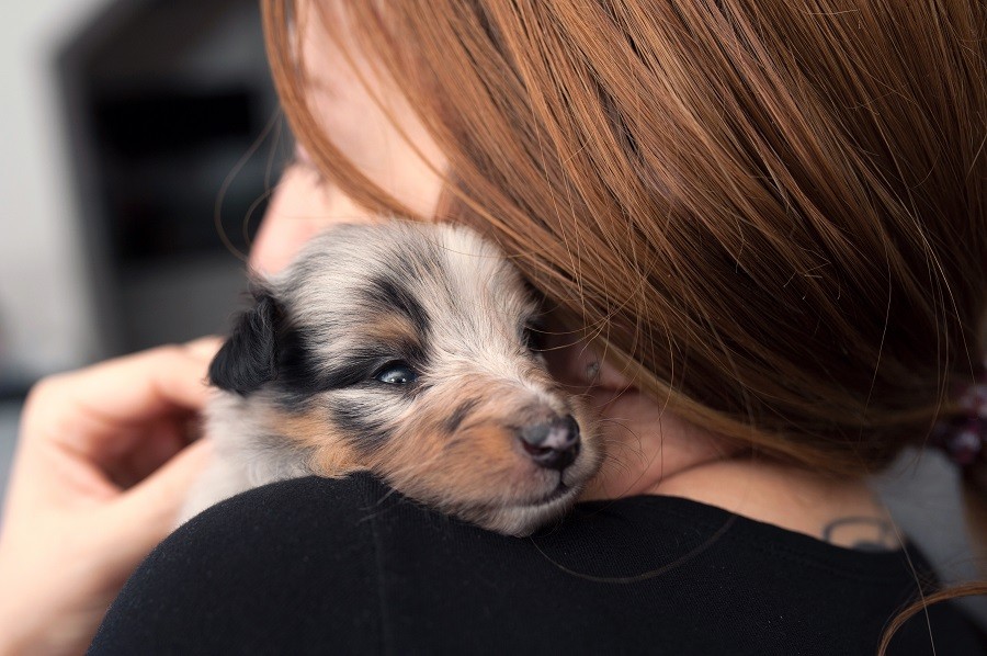 Le stress chez les animaux - causes, symptômes et traitement