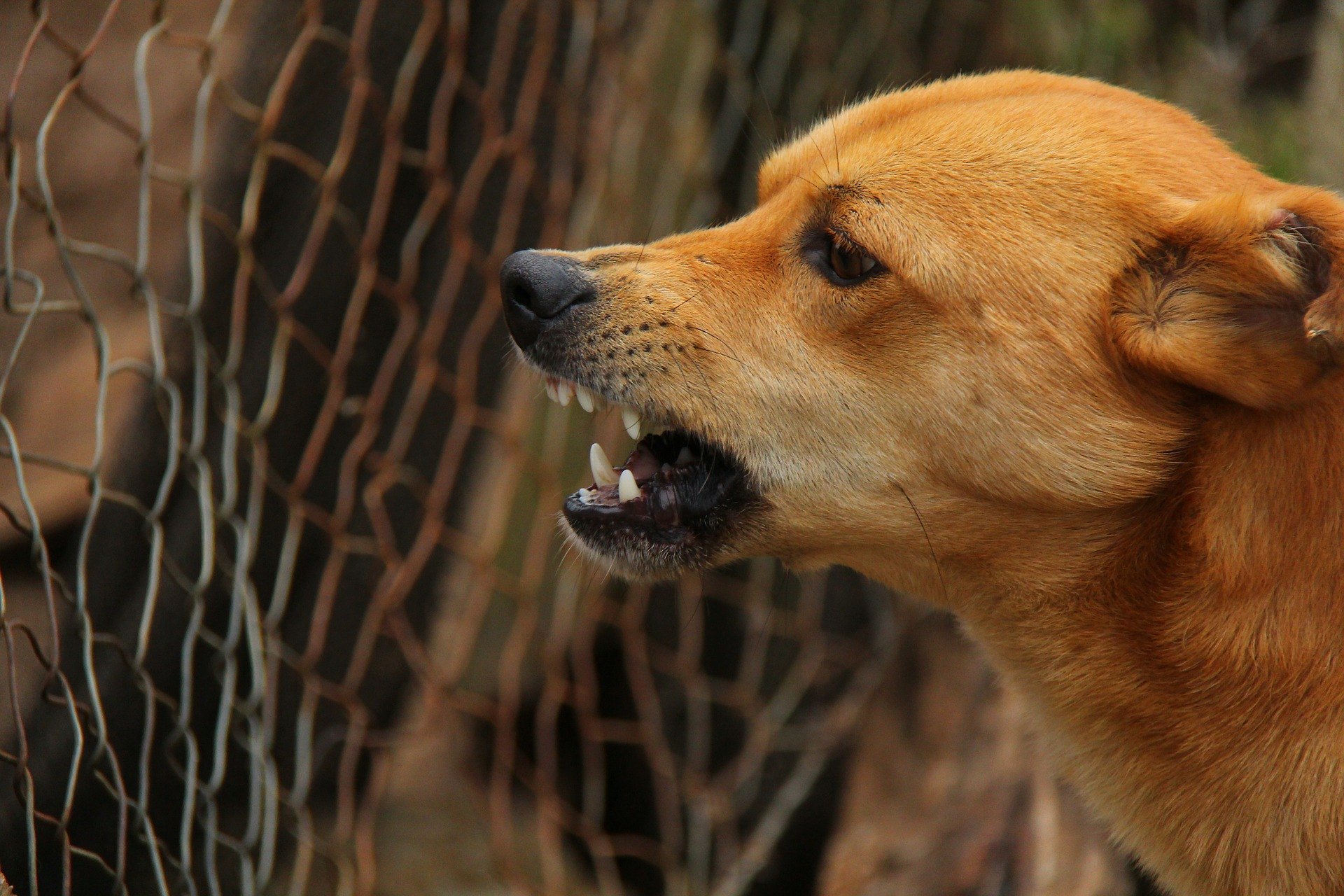 Chien agressif - d'où vient le comportement indésirable ? Conseils et astuces