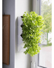 AQUAEL Herbier mural Versa Garden Herbs