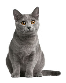 FITMIN Cat Purity Delicious 1,5 kg