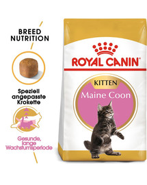 ROYAL CANIN Maine Coon Kitten 4 kg