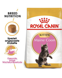 ROYAL CANIN Maine Coon Kitten 2 x 10 kg