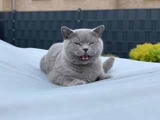 JOSERA JosiCat - Poisson en sauce pour chats adultes - 12x415g