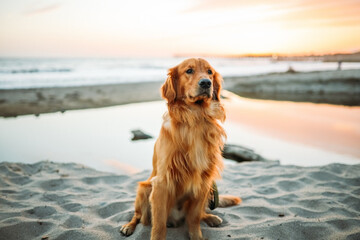 Encyclopédie canine : Golden Retriever