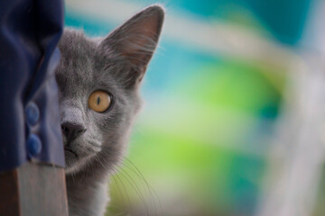 La cystite chez les chats domestiques a été considérée comme une maladie de civilisation en raison d'erreurs alimentaires et d'une diminution de l'activité physique.
