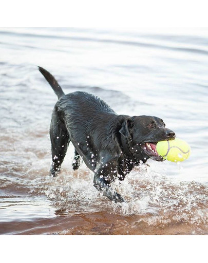 KONG AirDog Squeaker Football medium 125 mm