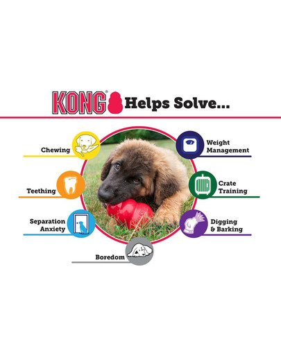 KONG Senior M