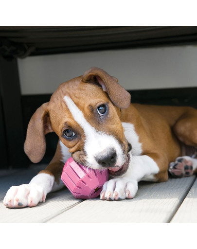 KONG Puppy Staff-a-ball M