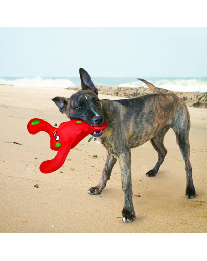 KONG Belly Flops M