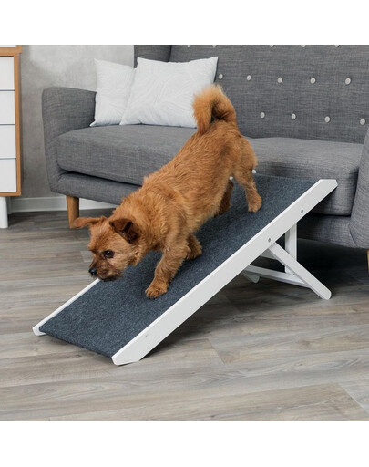 CANVIT Cat Probio 100 g probiotyk dla kota