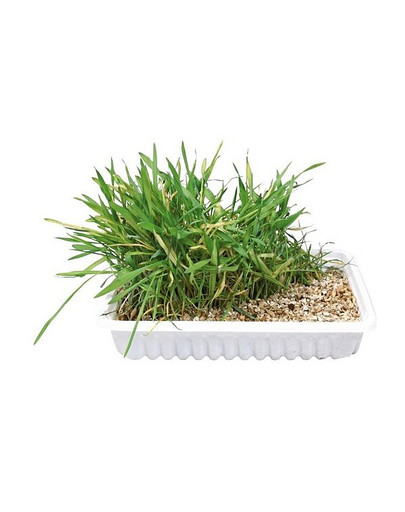 TRIXIE Herbe à chat 130 gr