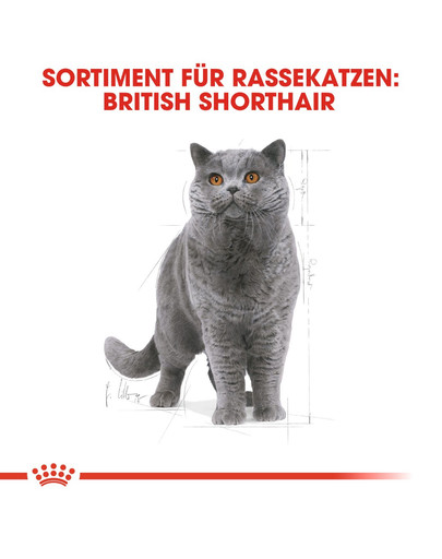 ROYAL CANIN British shorthair 34 2kg