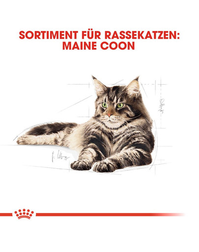 ROYAL CANIN Maine coon 10 kg
