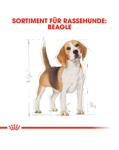 ROYAL CANIN Beagle adult 12 kg