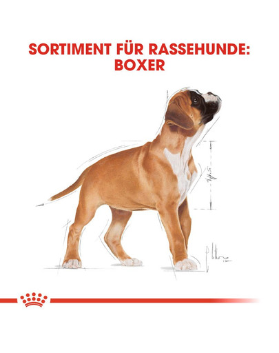 ROYAL CANIN Boxer 30 junior 12 kg