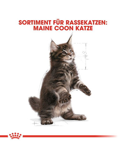 ROYAL CANIN Kitten Maine Coon 2 kg