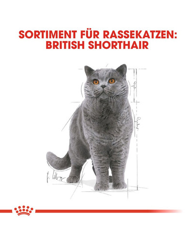 ROYAL CANIN British Shorthair 85 g bustina 12 x 85 g