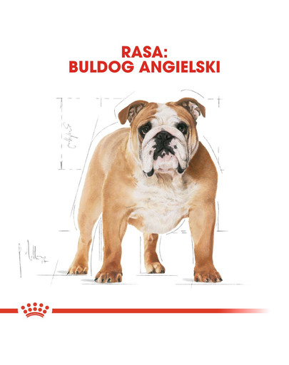 ROYAL CANIN Bulldog Adult karma sucha dla psów dorosłych rasy bulldog 3 kg