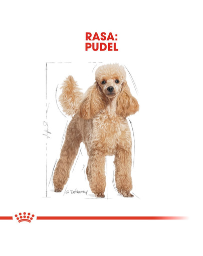 ROYAL CANIN Poodle adult 0.5 kg karma sucha dla psów dorosłych rasy pudel miniaturowy