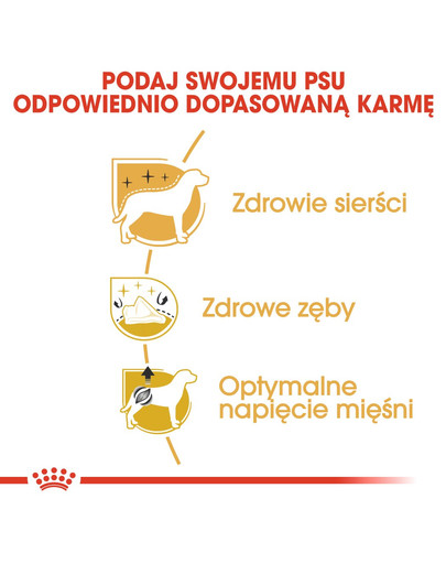 ROYAL CANIN Poodle adult 0.5 kg karma sucha dla psów dorosłych rasy pudel miniaturowy