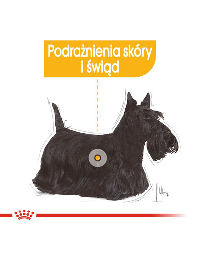 ROYAL CANIN Dermacomfort 12 x 85 g