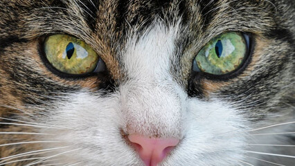 les yeux du chat