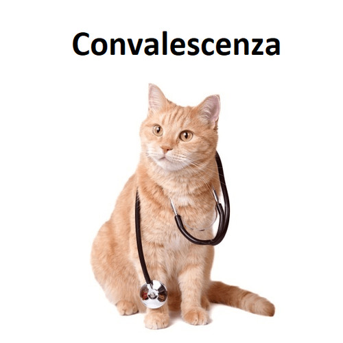Nourriture vétérinaire pour chats en convalescence