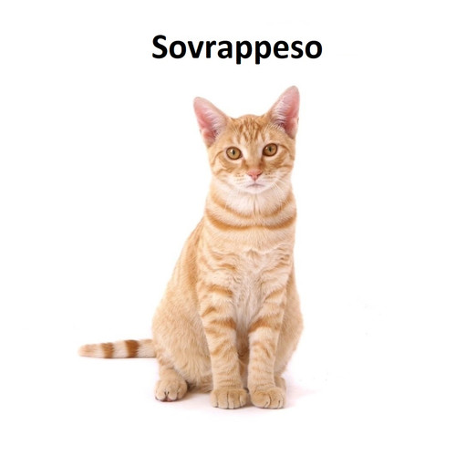 Sovrappeso