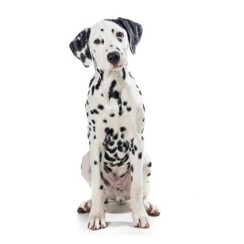 Nourriture pour Dalmatien