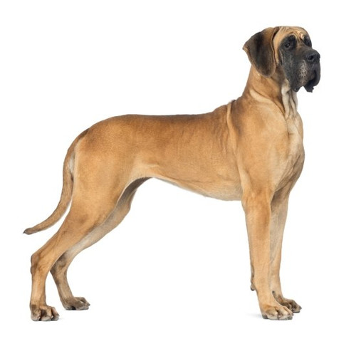 Nourriture pour Dogue allemand