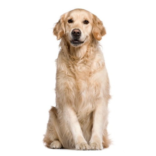 Nourriture pour chiens adultes