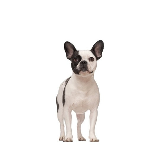 Nourriture pour Bouledogue français