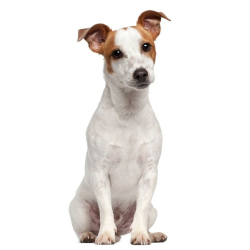 Nourriture pour Jack Russel Terrier