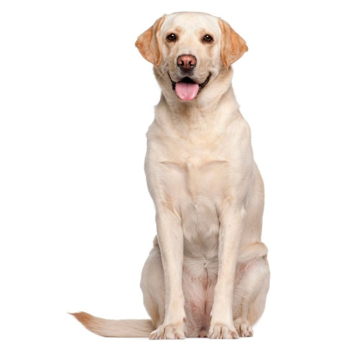 Nourriture pour Labrador Retriever