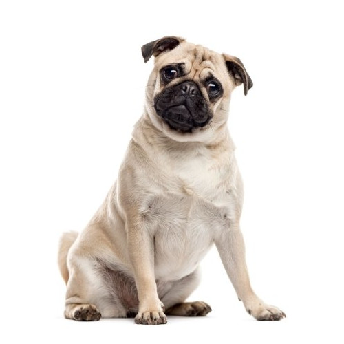 Nourriture pour Carlin