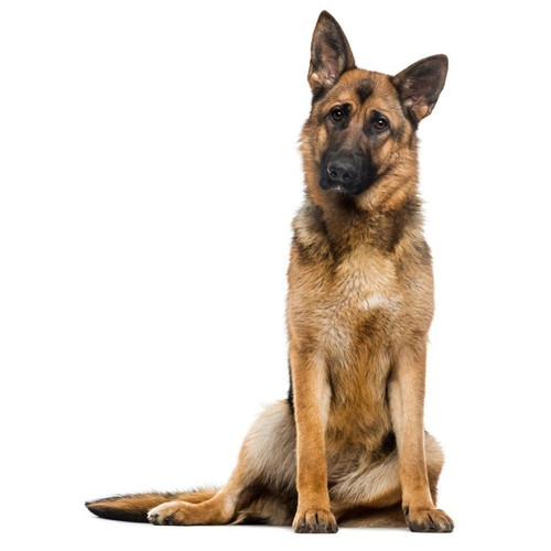 Nourriture pour Berger allemand