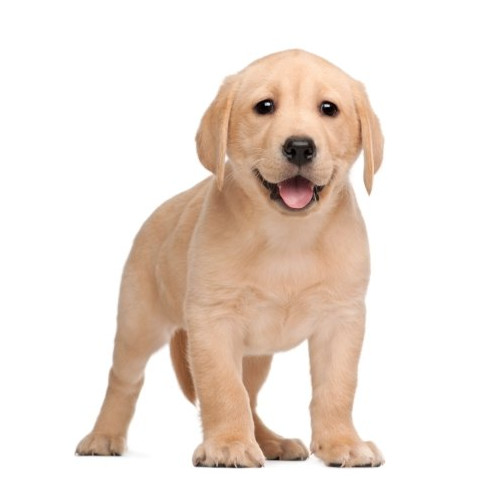 Nourriture pour jeunes chiens