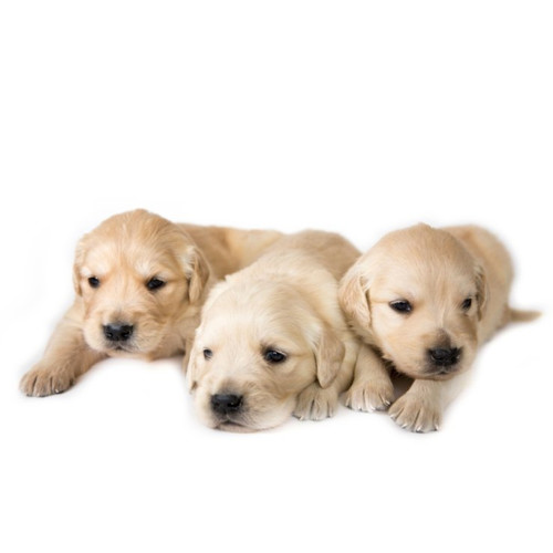 Nourriture pour chiots