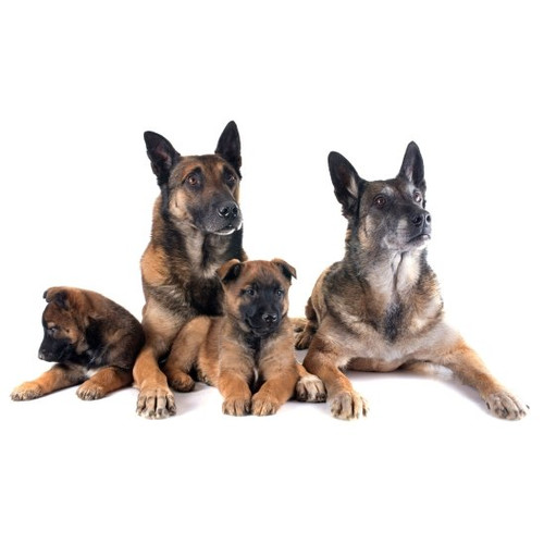 Nourriture pour les chiens en fonction de leur âge