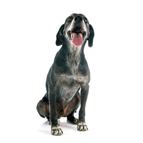 Nourriture pour chiens âgés