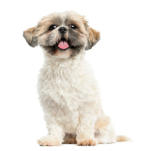 Nourriture pour Shih Tzu