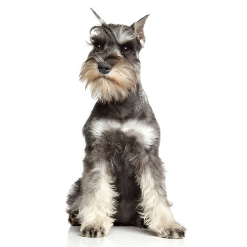 Nourriture pour Schnauzers