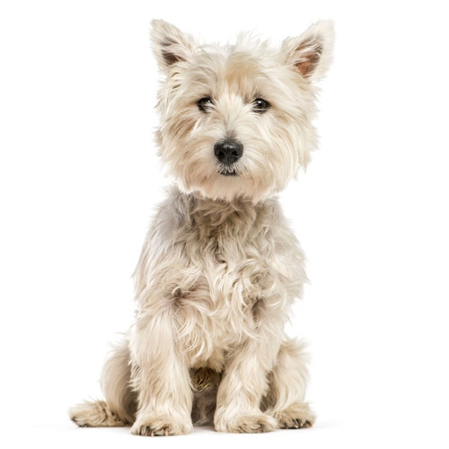 Nourriture pour le West Highland White Terrier