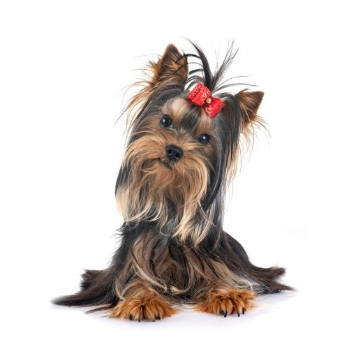 Nourriture pour Yorkshire Terrier