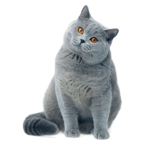 Croquettes pour chats de race British Shorthair